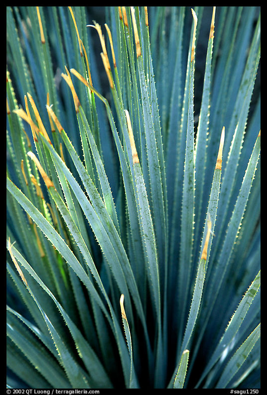 Sotol, Arizona Sonora Desert Museum. Tucson, Arizona, USA