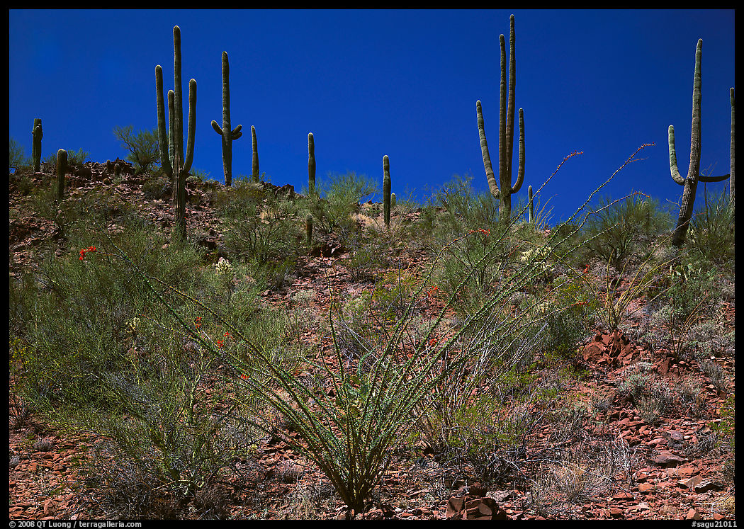 Ocatillo and Saguaro cactus on hillside. Saguaro  National Park, Arizona, USA.