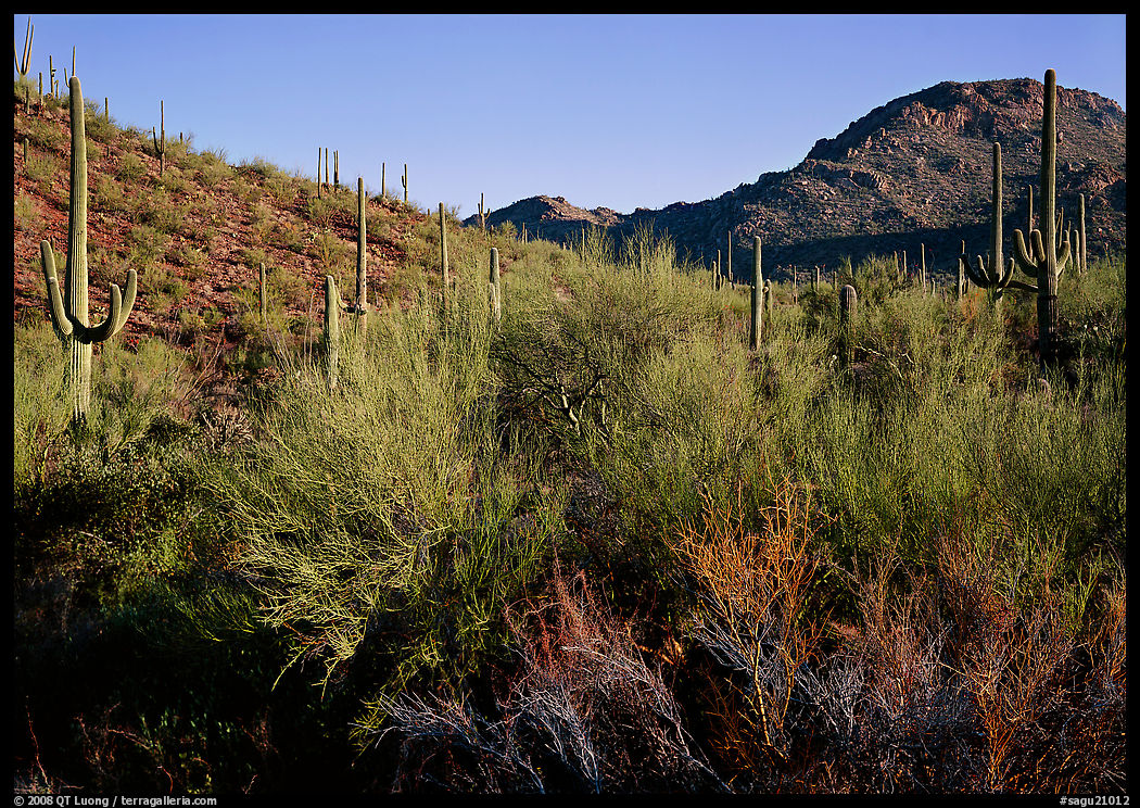 Palo Verde and saguaro cactus on hill. Saguaro  National Park, Arizona, USA.