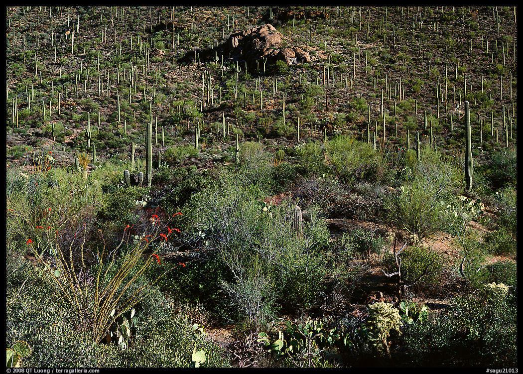 Cactus forest on hillside, Gates pass, morning. Saguaro  National Park, Arizona, USA.
