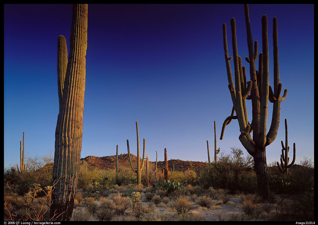 Saguaro cacti (scientific name: Carnegiea gigantea), late afternoon. Saguaro  National Park, Arizona, USA.