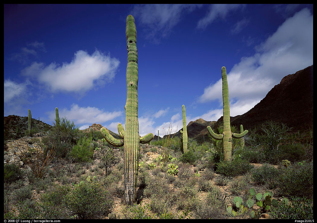 Saguaro cactus forest on hillside, morning, West Unit. Saguaro  National Park