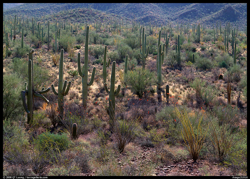 Ocatillo and saguaro cactus in valley. Saguaro  National Park