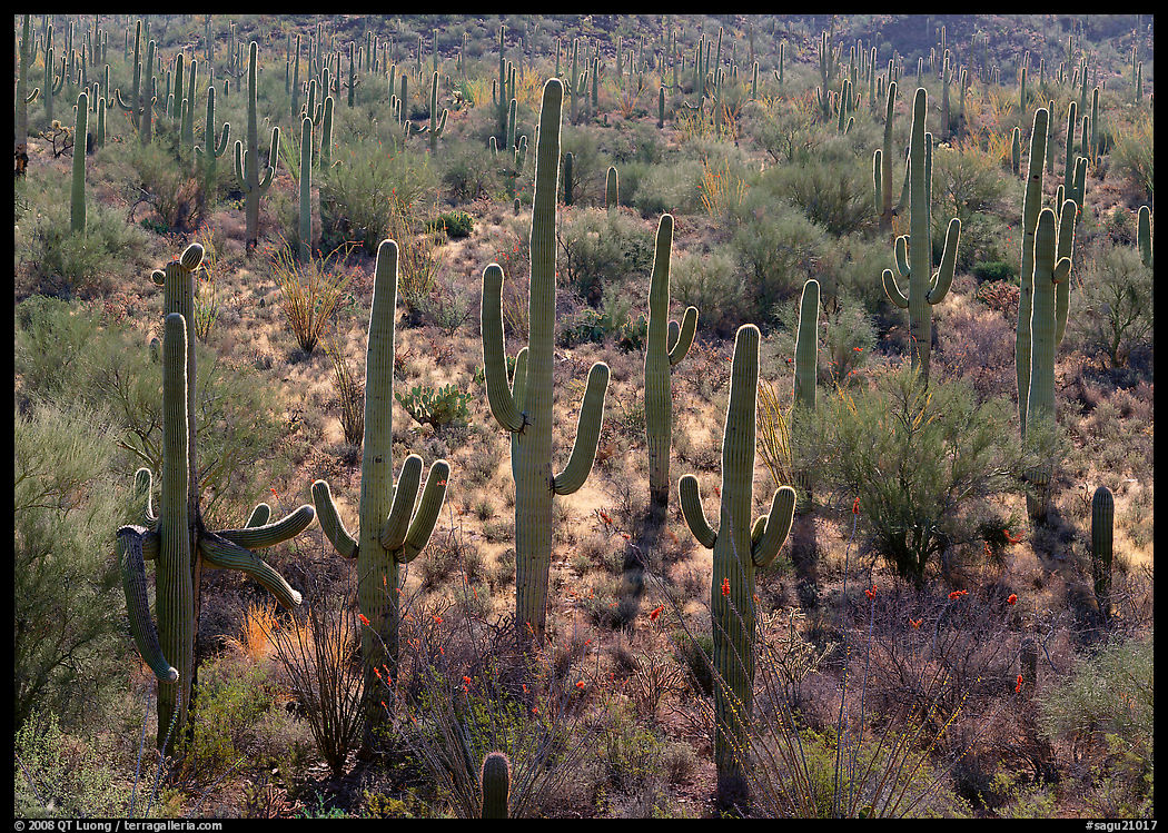 Saguaro cactus (Cereus giganteus), backlit with a rim of light. Saguaro  National Park