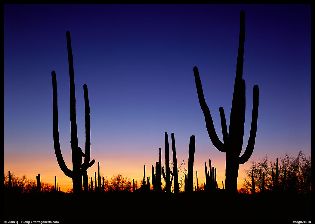 Saguaro cactus silhouettes at sunset. Saguaro  National Park, Arizona, USA.