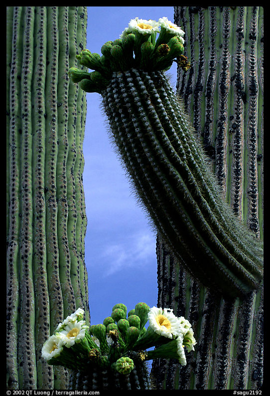 Saguaro cactus in bloom. Saguaro  National Park, Arizona, USA.