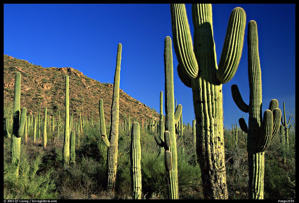 Saguaro cacti forest on hillside, late afternoon, West Unit. Saguaro  National Park, Arizona, USA.