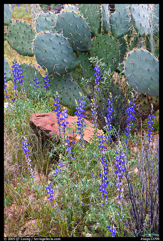 Royal lupine and prickly pear cactus. Saguaro  National Park, Arizona, USA.