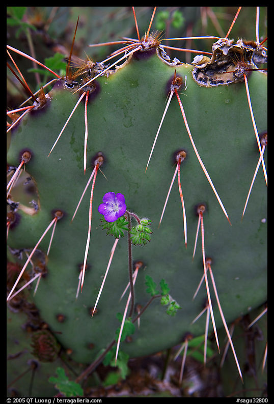 Phacelia and prickly pear cactus. Saguaro  National Park, Arizona, USA.