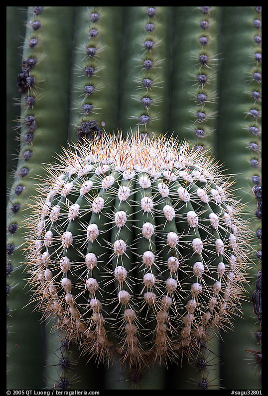 Prickly ball on saguaro cactus, precursor of a new arm. Saguaro  National Park, Arizona, USA.