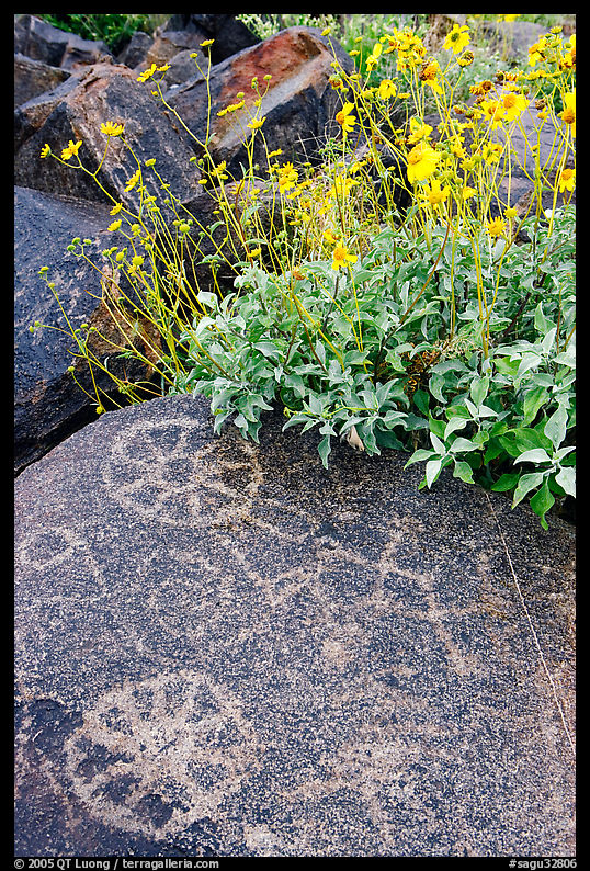 Hohokam petroglyphs and brittlebush on Signal Hill. Saguaro  National Park, Arizona, USA.