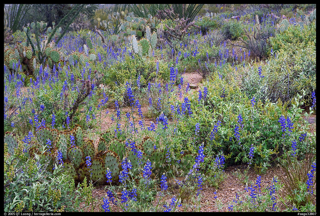 Royal lupine blanketing the desert floor near Signal Hill. Saguaro  National Park, Arizona, USA.