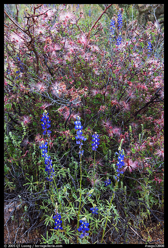 Royal lupine and fairy duster. Saguaro  National Park, Arizona, USA.