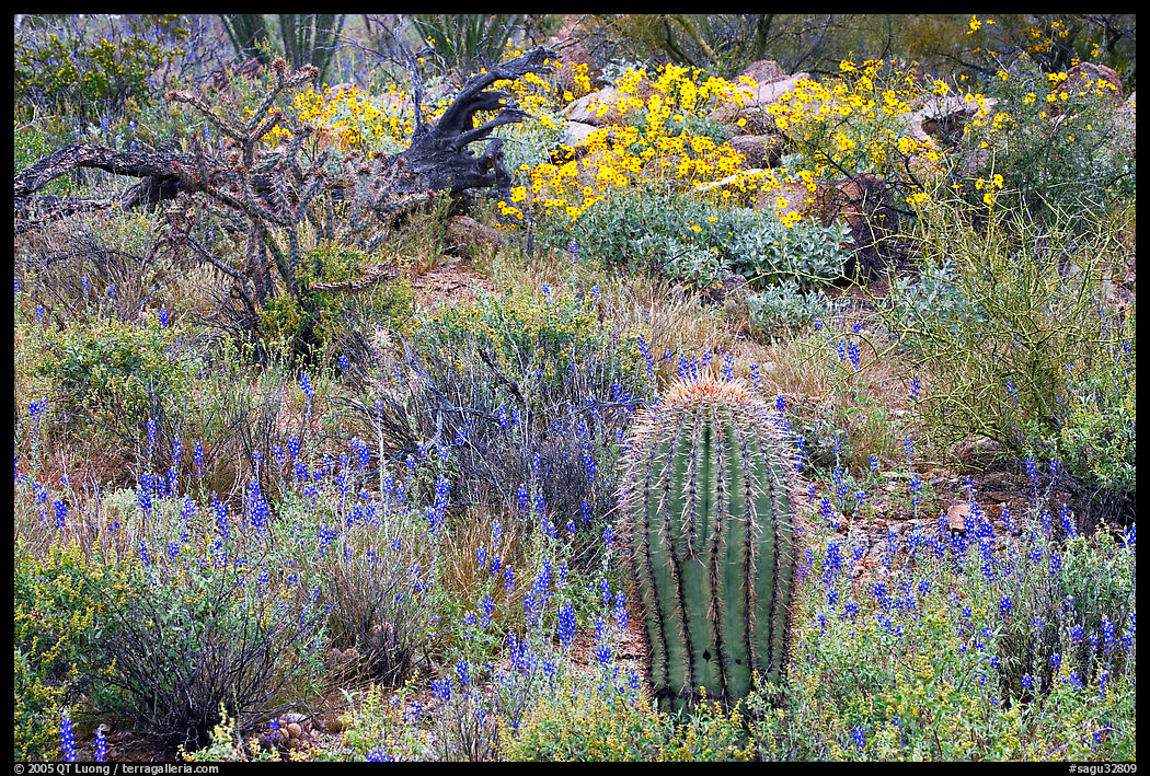 Cactus, royal lupine, and brittlebush. Saguaro  National Park, Arizona, USA.