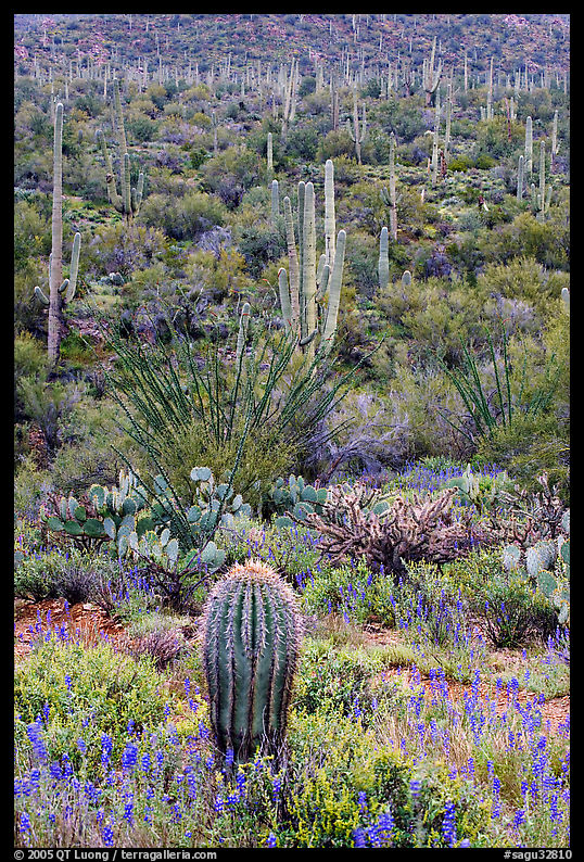 Lupine, saguaro cactus, and occatillo. Saguaro  National Park, Arizona, USA.