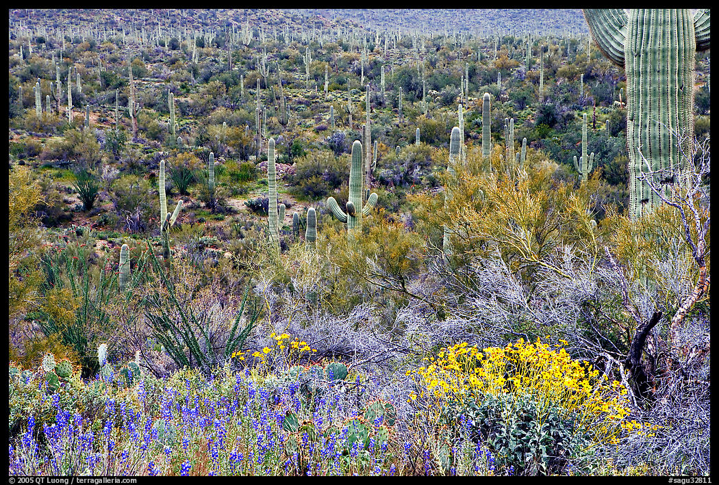 Sonoran desert in bloom, Tucson Mountain District. Saguaro  National Park, Arizona, USA.