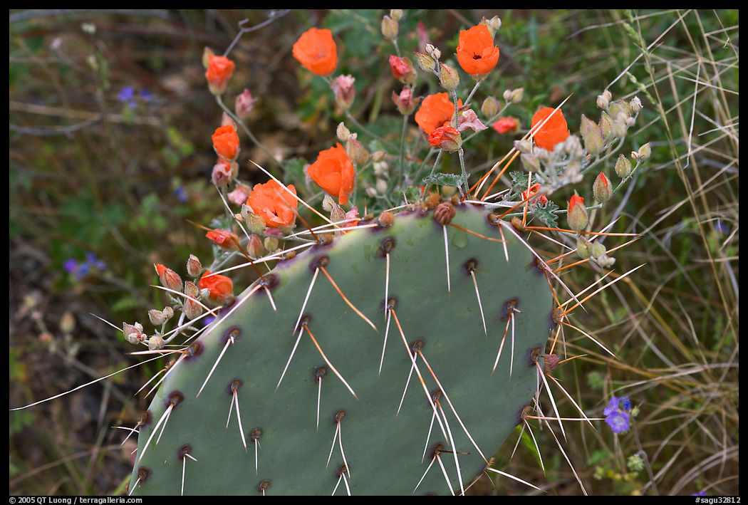 Apricot mellow and prickly pear cactus. Saguaro  National Park, Arizona, USA.