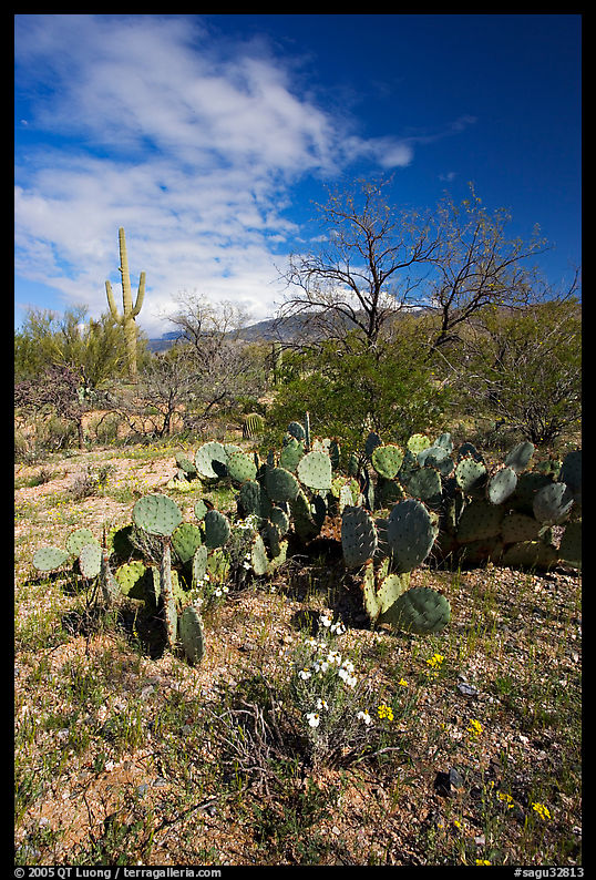 Wildflowers and cactus, Mica View, Rincon Mountain District. Saguaro  National Park, Arizona, USA.