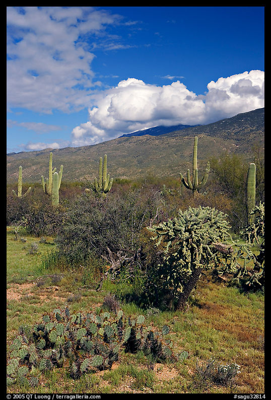 Grassy area near Mica View, Rincon Mountain District. Saguaro  National Park, Arizona, USA.