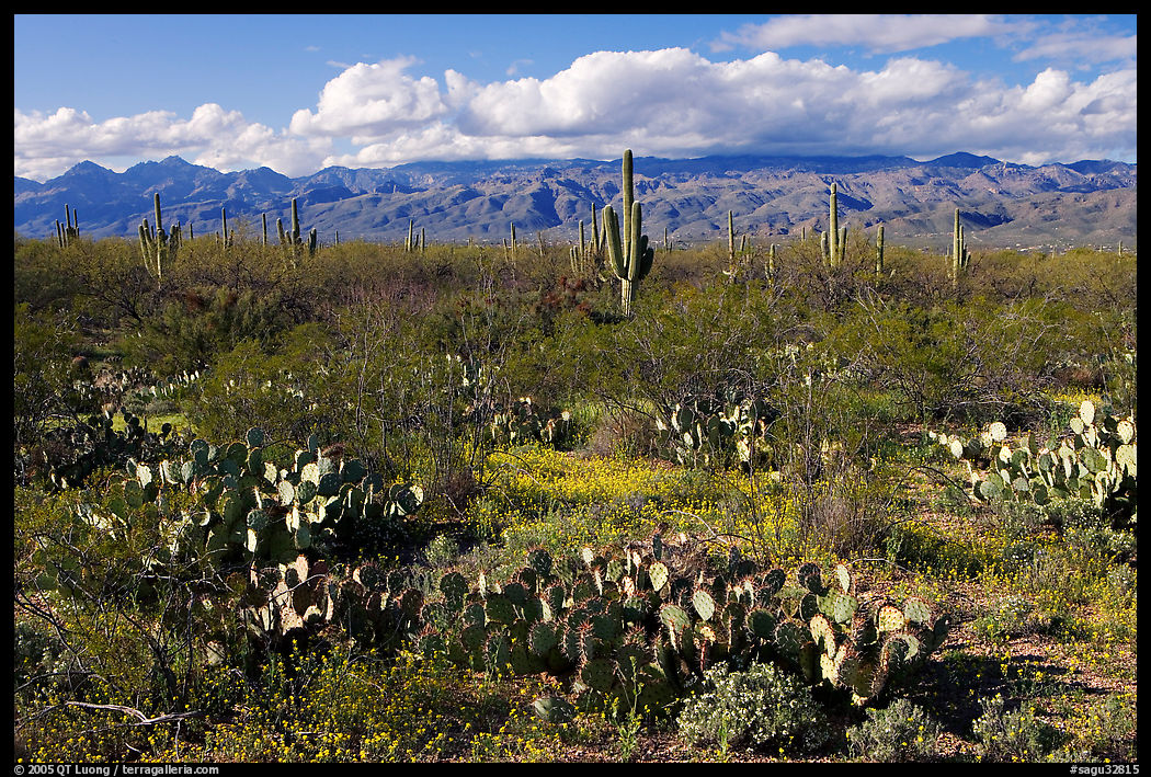 Cactus and carpet of yellow wildflowers, Rincon Mountain District. Saguaro  National Park, Arizona, USA.