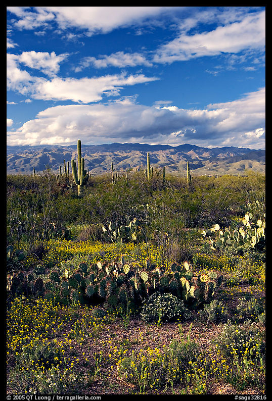Cactus and carpet of yellow wildflowers, Rincon Mountain District. Saguaro  National Park, Arizona, USA.