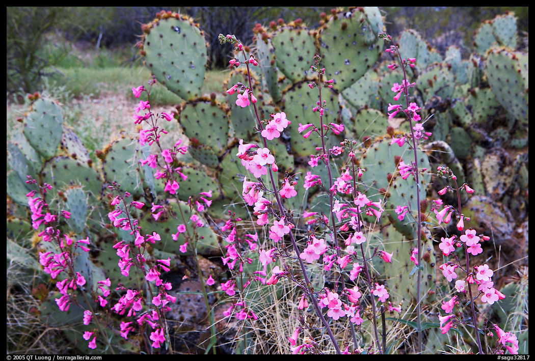 Pink wildflowers and prickly pear cactus. Saguaro  National Park, Arizona, USA.