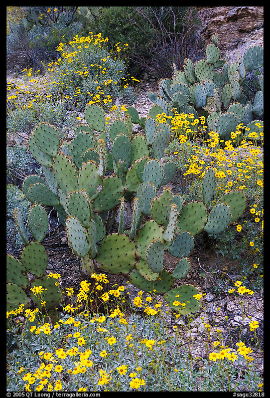 Brittlebush and prickly pear cactus. Saguaro  National Park, Arizona, USA.
