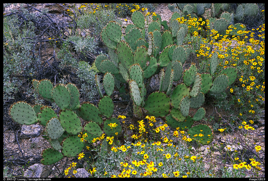 Brittlebush and prickly pear cactus. Saguaro  National Park, Arizona, USA.