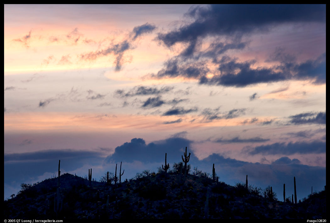 Saguaro cactus silhouetted on hill at sunrise near Valley View overlook. Saguaro  National Park
