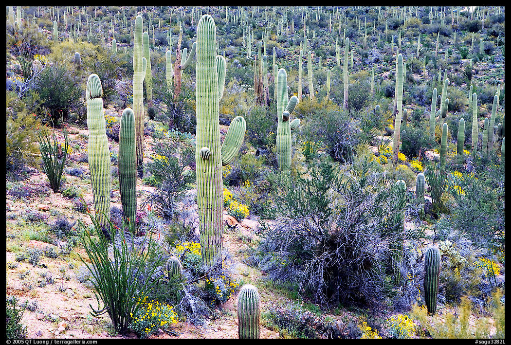 Saguaro cactus and desert in bloom near Valley View overlook. Saguaro  National Park, Arizona, USA.