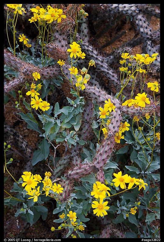 Brittlebush and cactus. Saguaro  National Park, Arizona, USA.