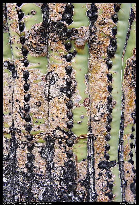 Bark of old saguaro cactus. Saguaro  National Park