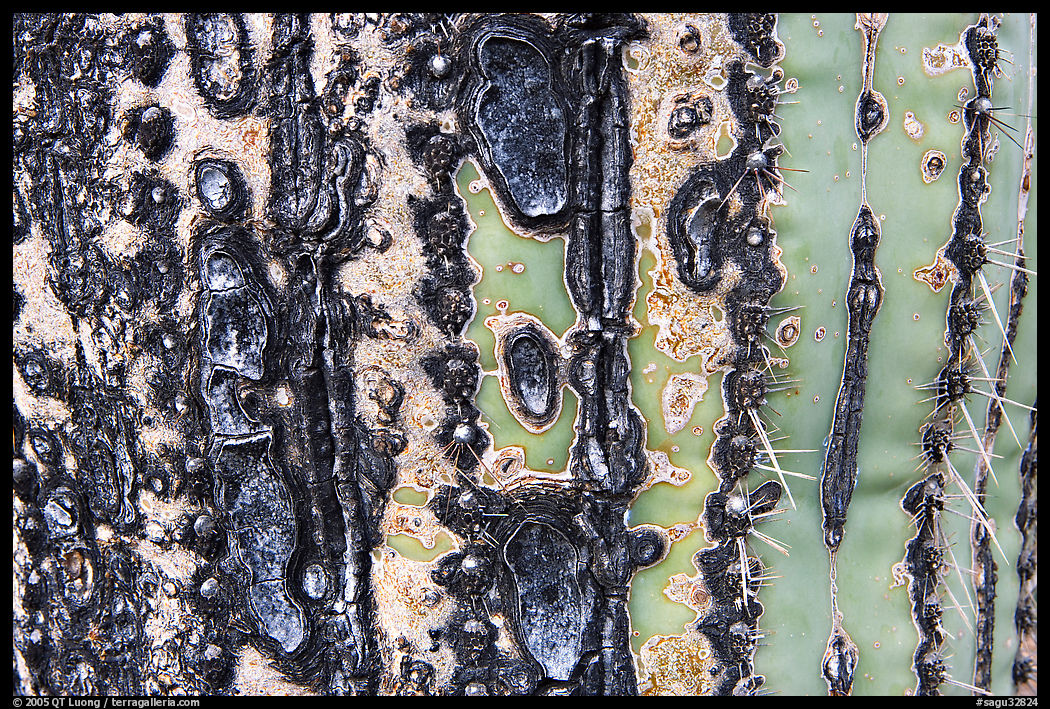 Bark of old saguaro cactus. Saguaro  National Park