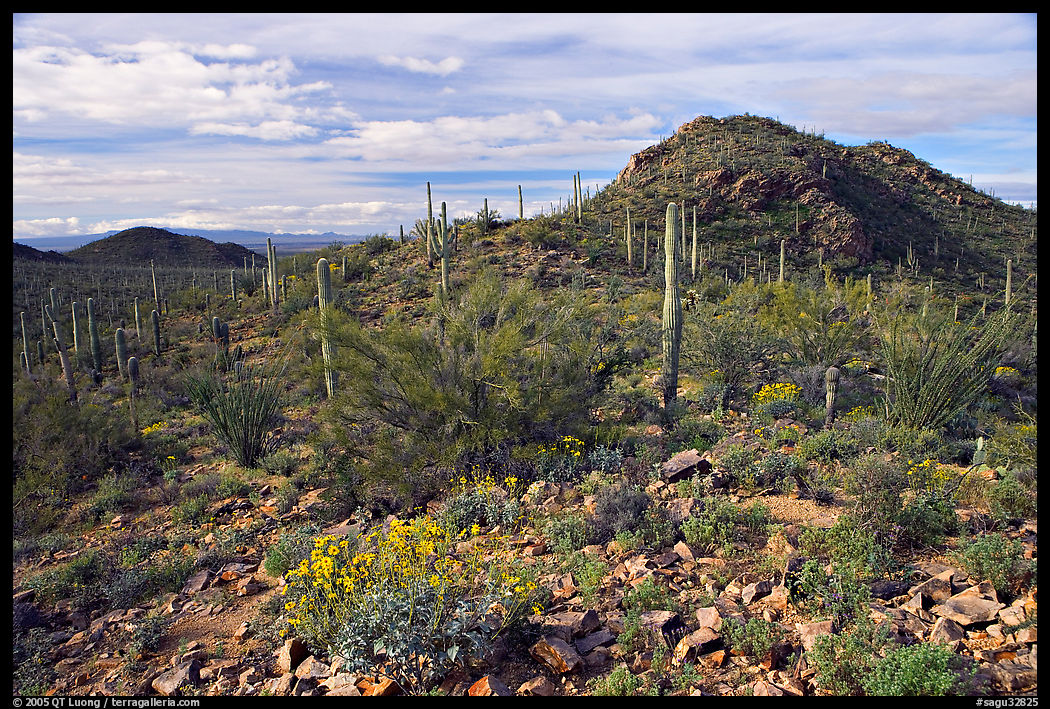 Brittlebush, cactus, and hills, Valley View overlook, morning. Saguaro  National Park, Arizona, USA.