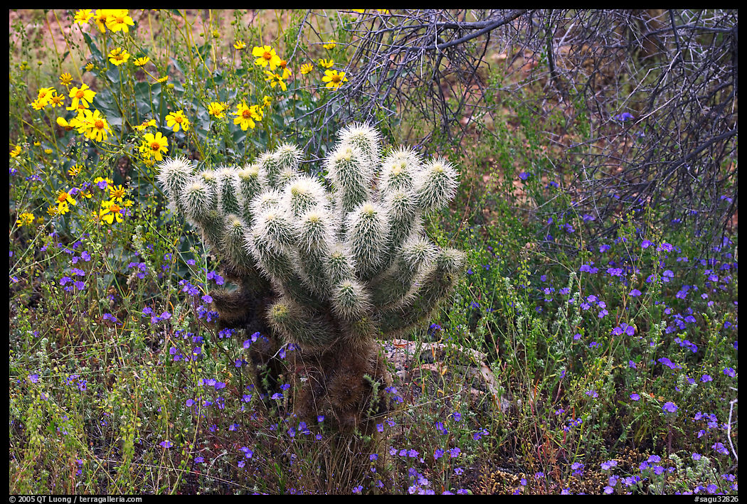 Cholla cactus, phacelia, and brittlebush. Saguaro  National Park, Arizona, USA.