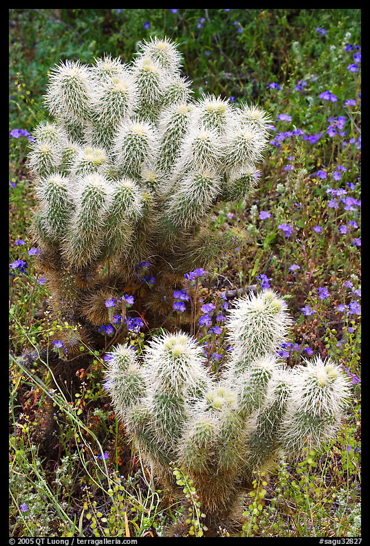 Teddy-bear Cholla cactus and phacelia. Saguaro  National Park, Arizona, USA.