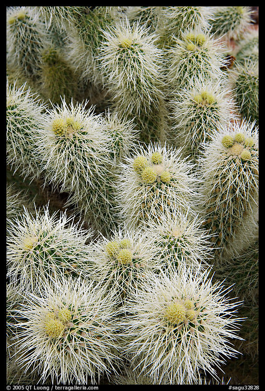 Cholla cactus close-up. Saguaro  National Park, Arizona, USA.