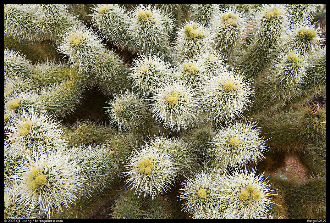 Teddy-bear cholla cactus close-up. Saguaro  National Park, Arizona, USA.
