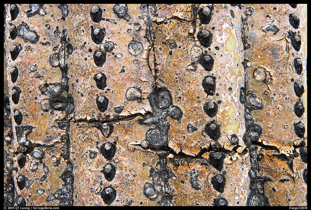 Skin of old saguaro cactus. Saguaro  National Park