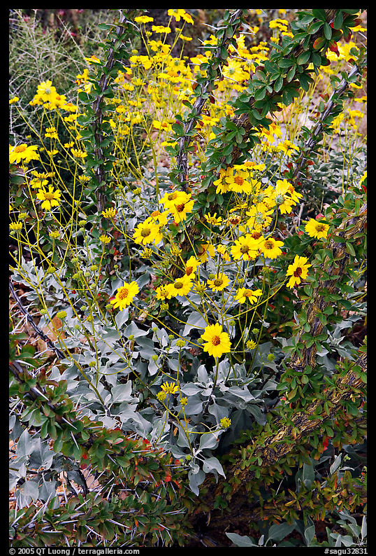 Brittlebush and ocotilo. Saguaro  National Park, Arizona, USA.