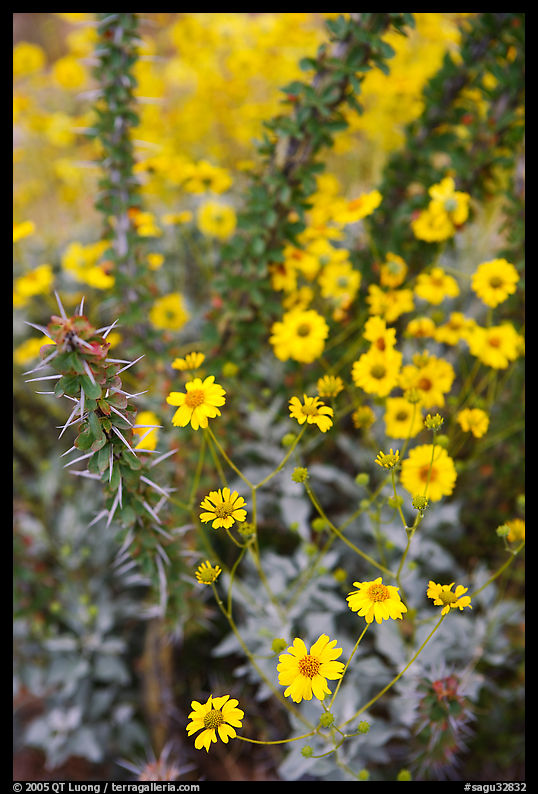 Brittlebush and ocotilo. Saguaro  National Park, Arizona, USA.