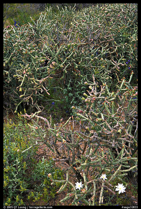 Pencil cholla cactus. Saguaro  National Park, Arizona, USA.