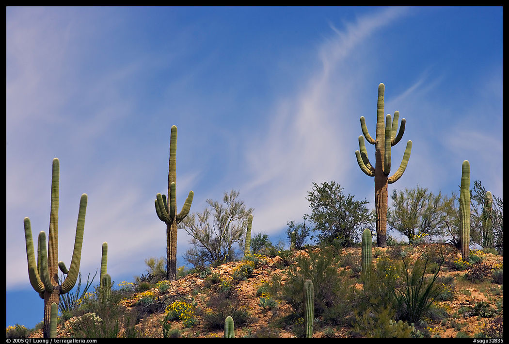 Mature Saguaro cactus (Carnegiea gigantea) on a hill. Saguaro  National Park, Arizona, USA.