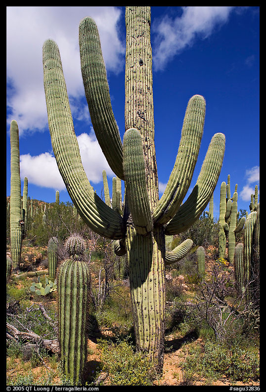 Multi-armed sagurao cactus near Ez-Kim-In-Zin. Saguaro  National Park, Arizona, USA.