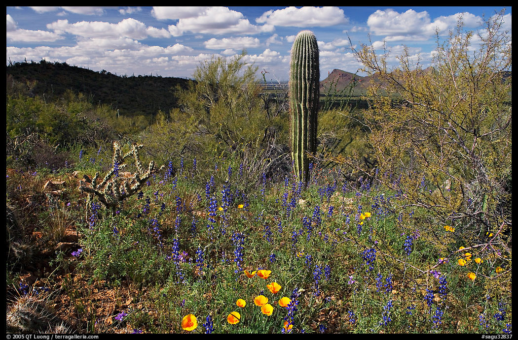 Cactus lupine, and mexican poppies with Panther Peak in the background, afternoon. Saguaro  National Park, Arizona, USA.