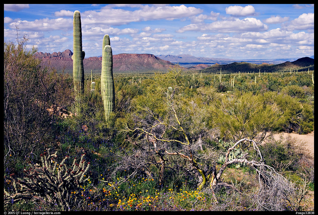 Lush desert with Cactus, mexican poppies, and palo verde near Ez-Kim-In-Zin. Saguaro  National Park, Arizona, USA.