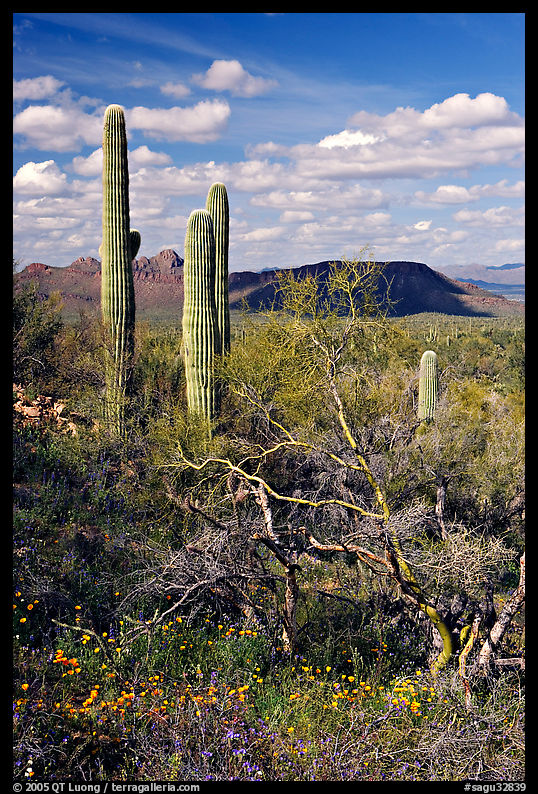 Cactus, mexican poppies, and palo verde near Ez-Kim-In-Zin, afternoon. Saguaro  National Park