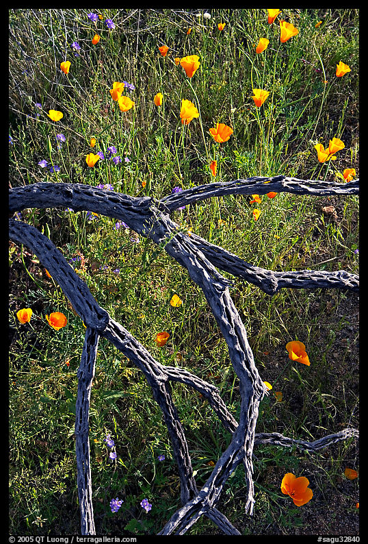 Mexican poppies and cactus squeleton. Saguaro  National Park