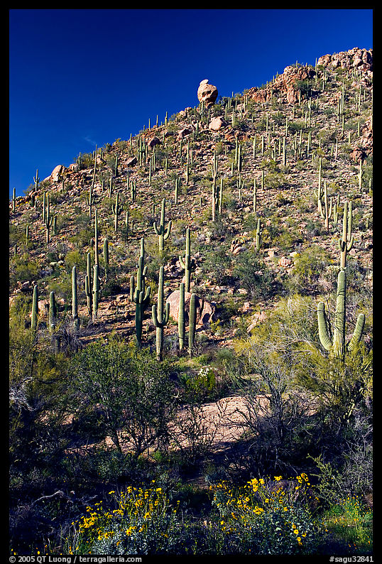 Cactus on hillside in spring, Hugh Norris Trail. Saguaro  National Park, Arizona, USA.
