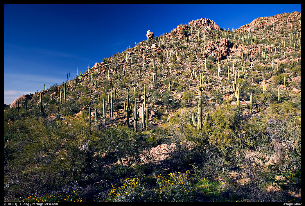 Hillside in spring with desert annual flowers, Hugh Norris Trail. Saguaro  National Park, Arizona, USA.